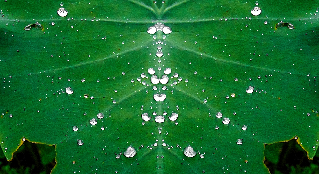 The close up picture of grean leaf with water drops